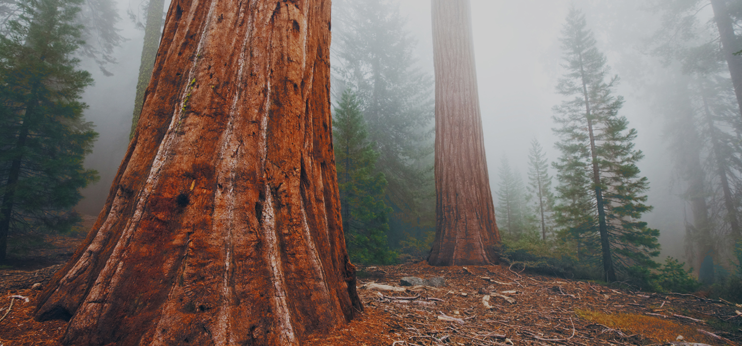 LOCATED 12 MILES FROM THE SOUTH ENTRANCE OF YOSEMITE